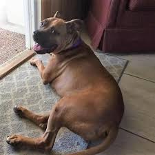 The american staffordshire terrier is a powerful dog breed with a friendly nature. Male Boxer American Staffordshire Terrier Mixed Named Billy Available For Adoption