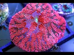 fragging red maxi mini carpet anemone
