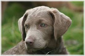 Review how much chesapeake bay retriever puppies for sale sell for below. Finding A Chesapeake Chesapeake Bay Retriever Club