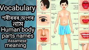 We are familiar with the exterior body parts like ear, eye, nose, hands, and legs but we might not be knowing about all the internal human organs. Human Body Parts Names With Assamese Meaning English Vocabulary Justiceboys Youtube