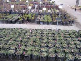 ground cover plants flowerland