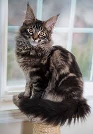 the brown tabby maine cat color