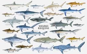 Species Chart Types Of Sharks Species Of Sharks Shark