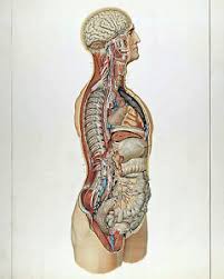 Details About Vintage Medical Anatomy Chart Human Organs Illustration 8x10 Canvas Art Print