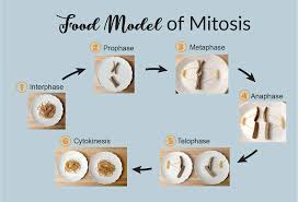 what is mitosis food model of mitosis