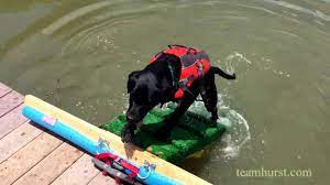 We will be sailing in your backyard, navigating the great lake ontario! How To Build A Dog Water Ramp 3 Different Ways Patchpuppy Com