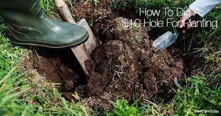 How To Dig A 10 Hole For Planting
