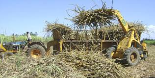 Image result for IMPORTANCE OF AGRARICULTURE T0 KENYA'S ECONOMY