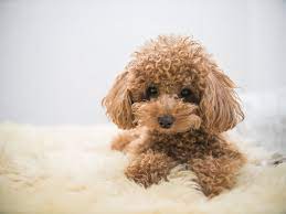 bichon poodle is this breed the right