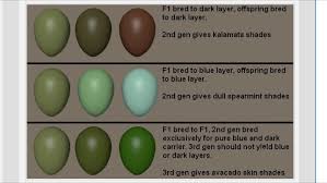 Color Chart Chicken Egg Colors Best Egg Laying Chickens