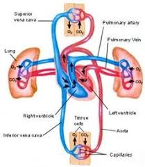 72 Best Fetal Circulation Images Student Midwife