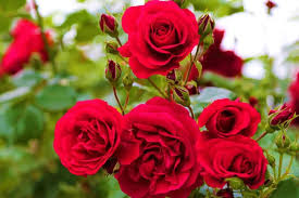 How To Start Rose Farming In The Usa A