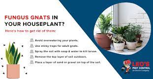 How To Get Rid Of Houseplant Gnats