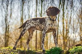 german shorthaired pointer puppies all