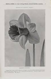 barr s daffodils tulips  