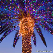 Outdoor String Lights Wrapping Palm