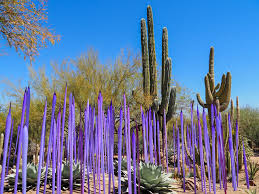 desert botanical garden in phoenix arizona