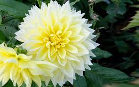 dahlia flowers white and yellow hd
