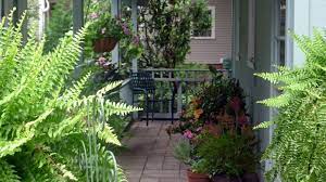 Best Potted Plants To Decorate Your Pergola