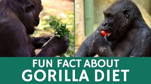 Gorilla Facts For Kids All About Gorillas Kidz Feed