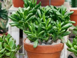 Are Jade Plants Poisonous Garden Tips