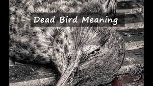 dead pigeon meaning what does it mean