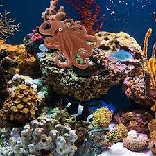 Home Aquarium Octopus gambar png