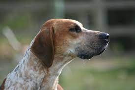 English foxhound puppies got here to america within the 1700s, though in timeshare of those canines had been bred with different canines to supply the american foxhound. English Foxhound Wikipedia