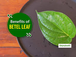 cinal benefits of betel leaves