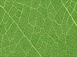 leaf pattern vector art graphics