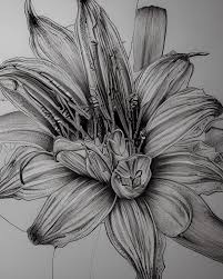 lily flower sketch 5dimensional
