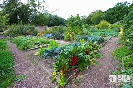 Vegetable Garden Stock Photo Picture