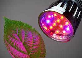 Grow Light Bulbs For Indoor Plants