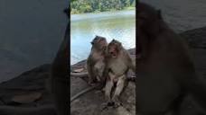 Monkeys love each other near Angkor moat #monkey #love #angkor ...