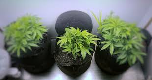how to grow weed indoors an ultimate