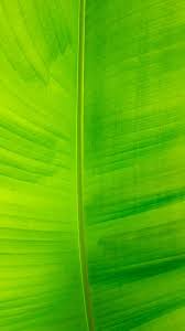 textured background green banana leaf