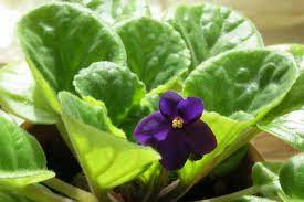 The care you need to give it, be it watering, blooming, diseases or fertilizer, are presented in this key african violet facts, a list. African Violets How To Care For African Violets The Old Farmer S Almanac