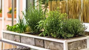 How To To Start An Herb Garden On A Budget