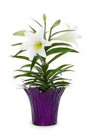 easter lily in 1 76 quart pot in the