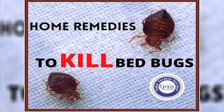 home remes to kill bed bugs