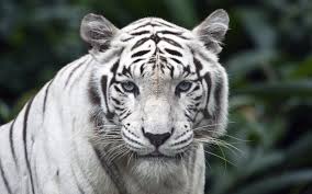 white tiger wallpapers for