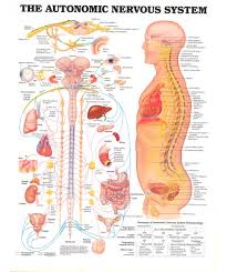 The Autonomic Nervous System Anatomical System