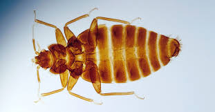 What Causes Bedbugs Tips For