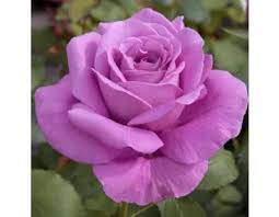 Rose Romantiche Viola