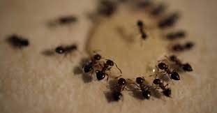 home remes for getting rid of ants