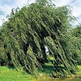 what-are-willows-known-for