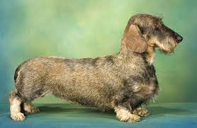 dachshund breeders in tennessee with