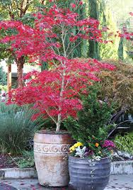 Container Japanese Maples Tips