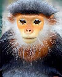 Самые красивые обезьяны | Живность | Дзен