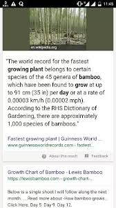 Why Is Bamboo Called An Exceptional Plant Quora